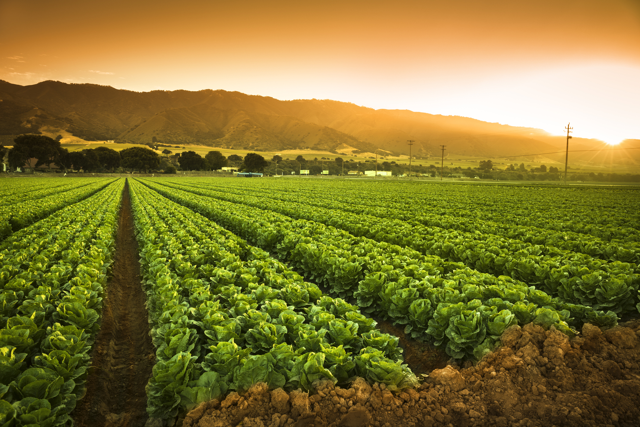 Organic farm